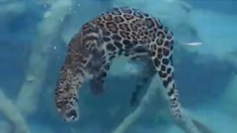 plavajuci jaguar