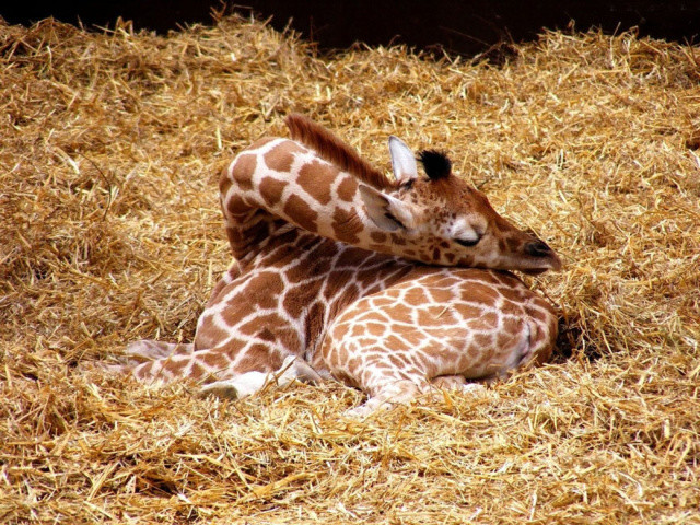 http://www.boredpanda.com/giraffes-shortest-sleeping-animal/