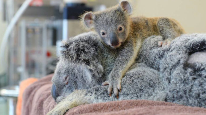 baby-koala-mom-surgery-australia-zoo-11