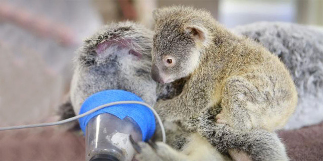 http://mashable.com/2015/06/09/koala-surgery-hug/