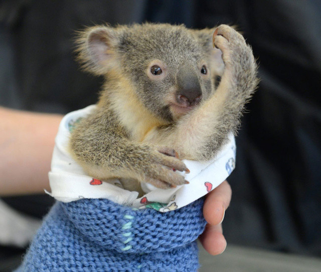 http://mashable.com/2015/06/09/koala-surgery-hug/
