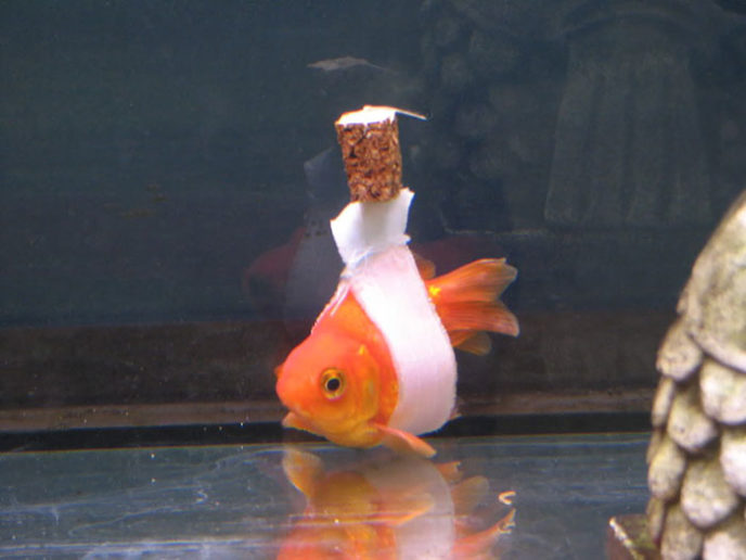 http://www.reddit.com/r/pics/comments/37k30c/goldfish_wheelchair_for_a_fish_that_had_trouble/