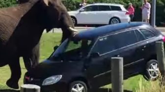 slon, ktorý zaútočl na auto