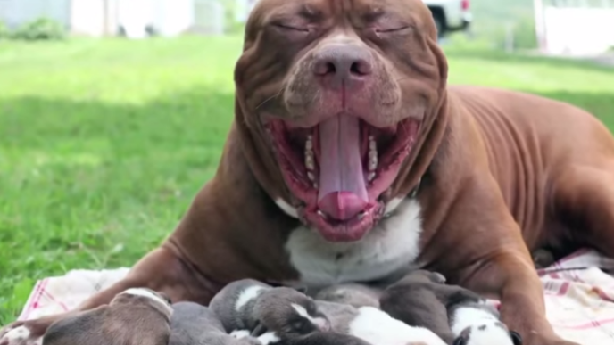 gigantický pitbull
