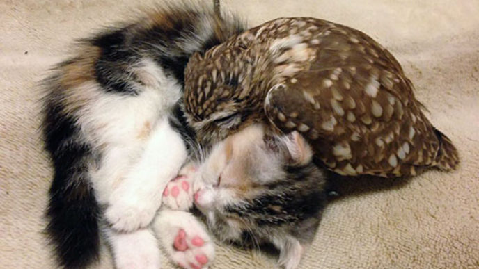kitten-owl-best-friends-fuku-marimo-hukulou-coffee-japan-17