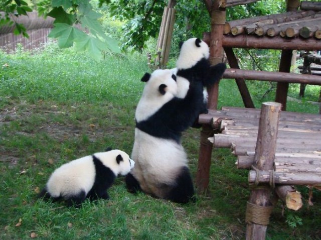 mláďa pandy