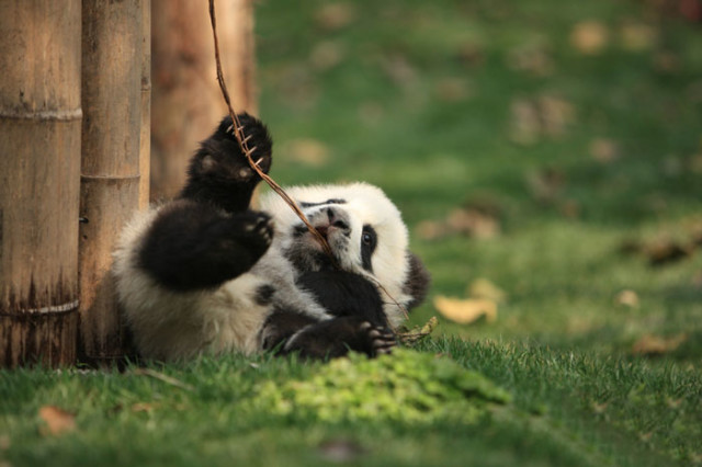 mláďa pandy