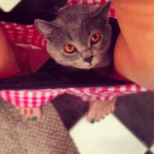 23-Cats-that-Love-Underwear-in-the-Bathroom-__700