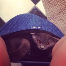 23-Funny-Cats-that-Love-Underwear-in-the-Bathroom-4__700