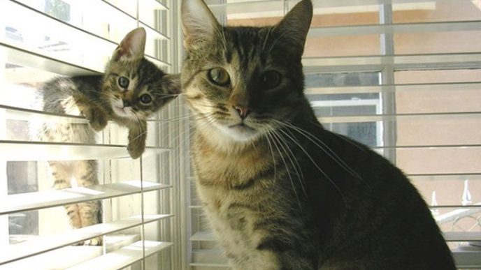 cat-and-mini-me-counterpart-16__700