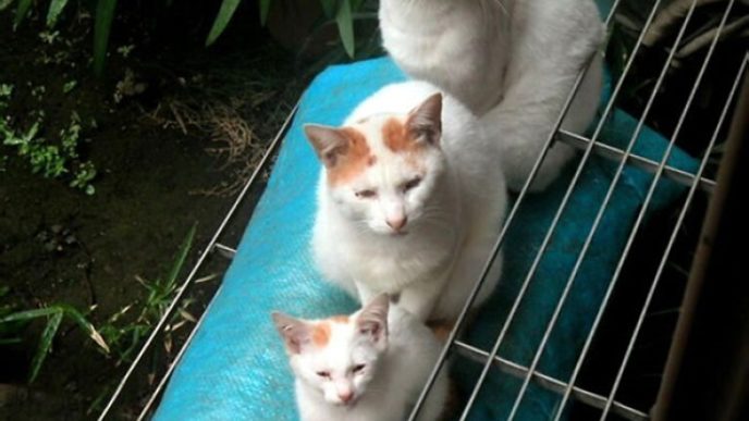 cat-and-mini-me-counterpart-1__700