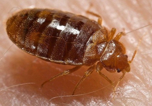 https://commons.wikimedia.org/wiki/File:Bed_bug,_Cimex_lectularius.jpg