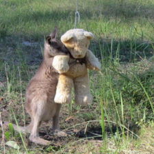 orphaned-kangaroo-teddy-bear-1