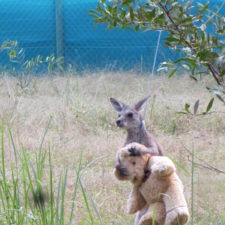 orphaned-kangaroo-teddy-bear-2