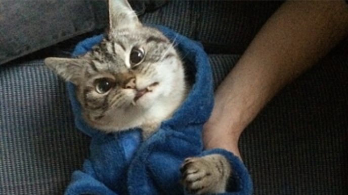 vampire-angry-cat-loki-14
