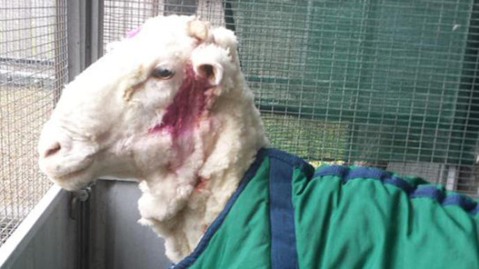 Australia Overgrown Sheep