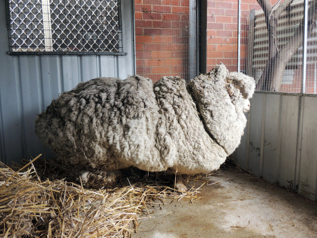 Australia Overgrown Sheep
