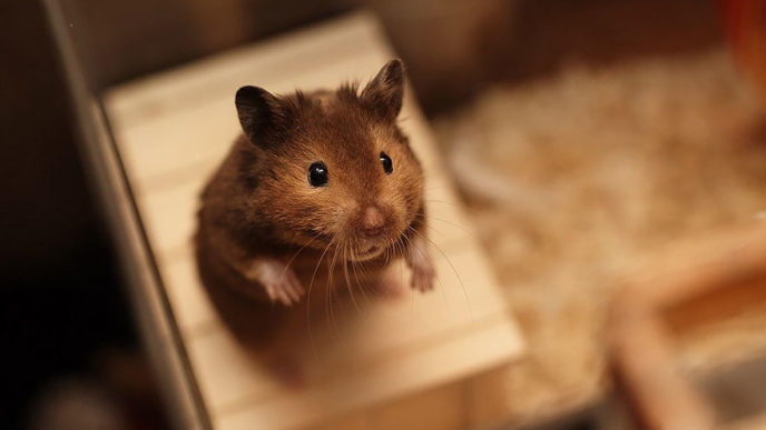 cute-hamsters-2__880