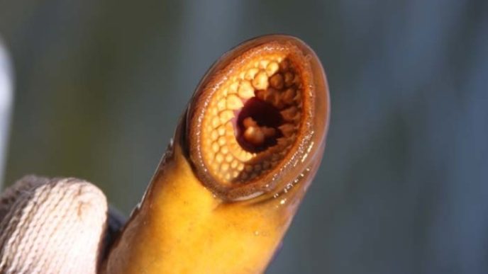 Cheboygan River Sea Lamprey Trap Site, Bruce Eldridge, Renwood Pilarski
