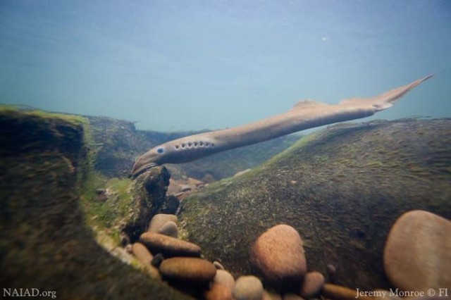 A Pacific Lamprey in a rests in swift current by suctioning onto bedrock.