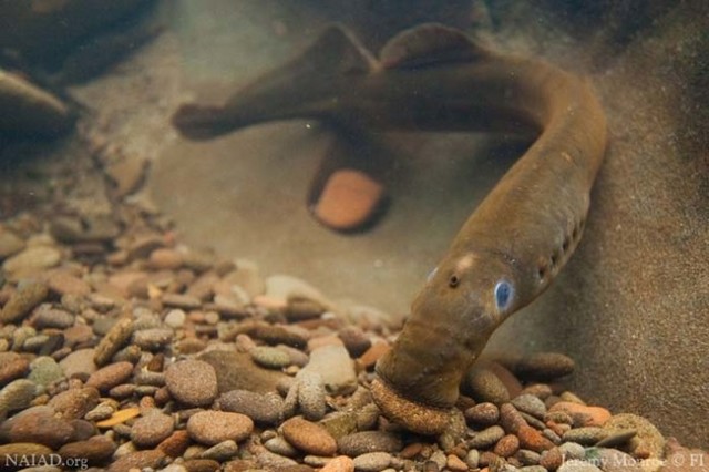 A Pacific Lamprey moves a small stone from its nest, or redd.