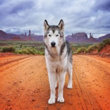 Loki-the-Wolfdog4__880