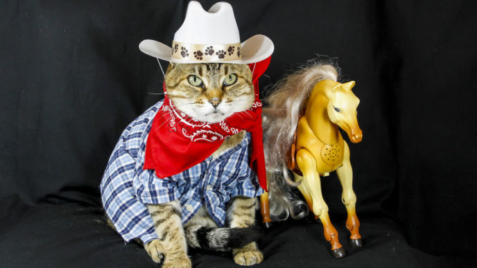 The-Best-Dressed-Cat-On-The-Internet1__880