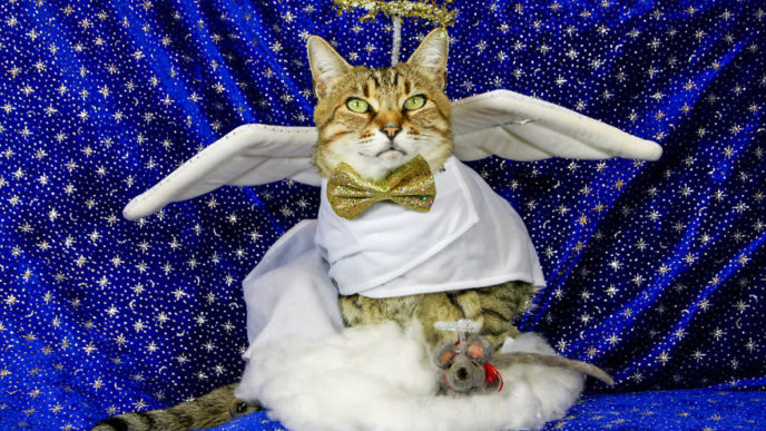 The-Best-Dressed-Cat-On-The-Internet2__880