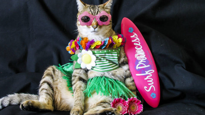 The-Best-Dressed-Cat-On-The-Internet__880