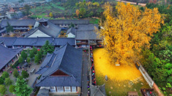 1400 old ginkgo tree yellow leaves buddhist temple china 2.jpg