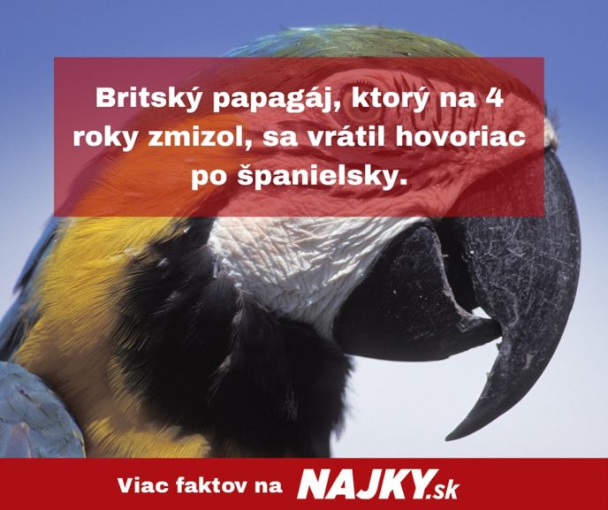Britsky papagaj ktory na 4 roky zmizol sa vratil hovoriac po spanielsky..jpg