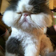 Cat bee stings 106__605.jpg