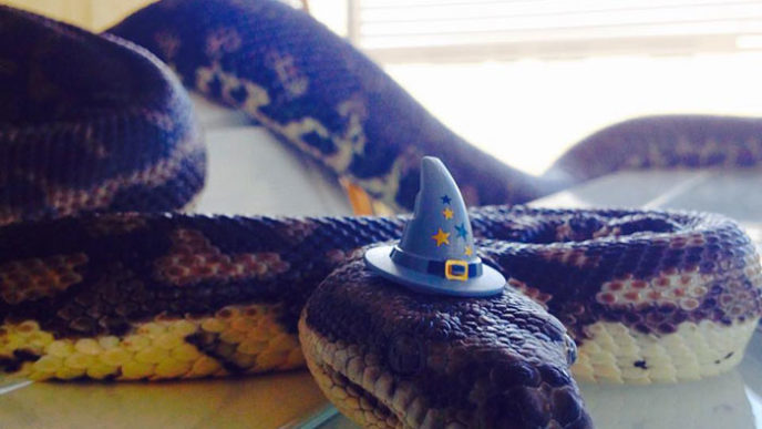 Cute snakes wear hats 100__700.jpg