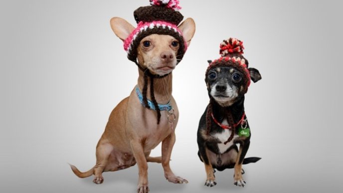 Dog 1033155_960_720.jpg