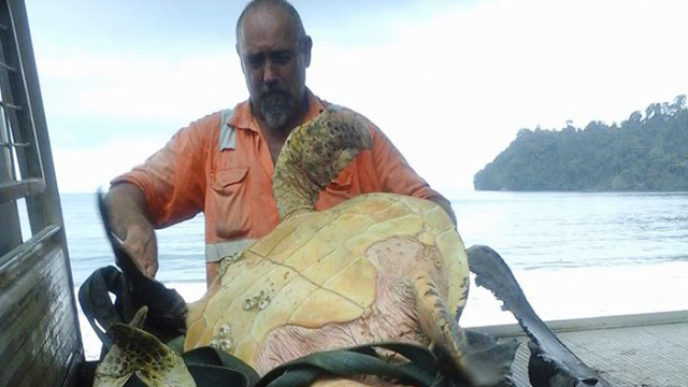 Man saves sea turtles arron culling papua new guinea 51.jpg
