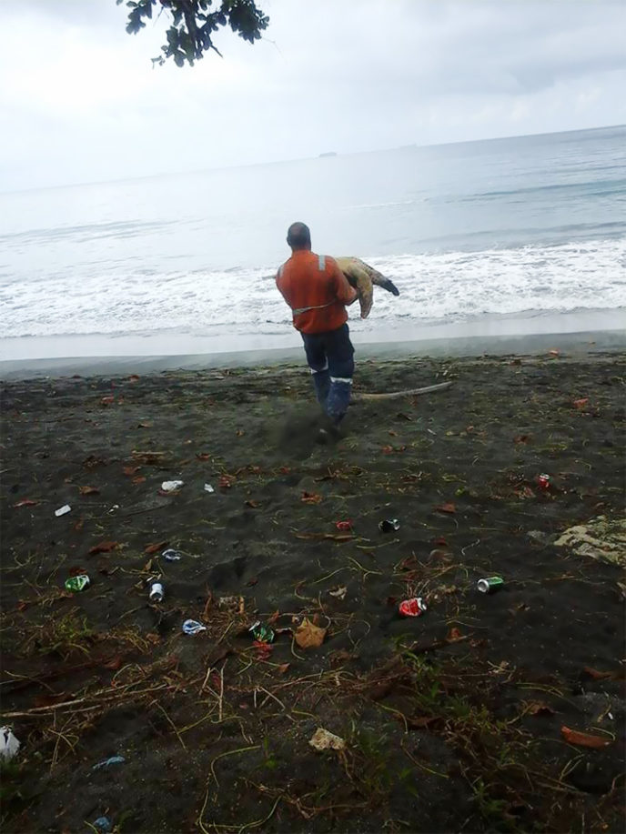 Man saves sea turtles arron culling papua new guinea 6.jpg