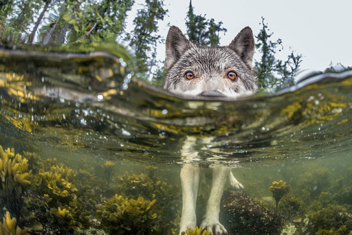 Fotka vznikla v Kanade. Vlk oddychuje počas lovu na ryby a sleduje fotoaparát