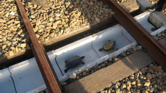 Turtle tunnel train track safety japan railways 1.jpg