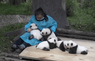 Hugger panda nanny best job protection research center gif 2.gif