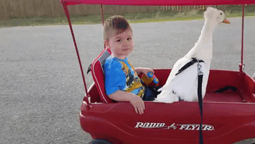 Pet duck boy best friends mr t and bee tyler young 22.gif
