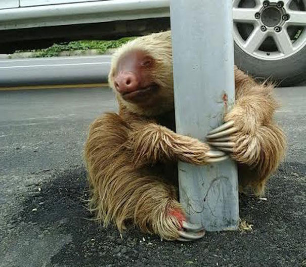 Police rescue sloth cross highway ecuador 2.jpg