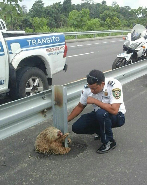 Police rescue sloth cross highway ecuador 5.jpg