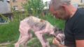 01 dying street dog rescued.jpg