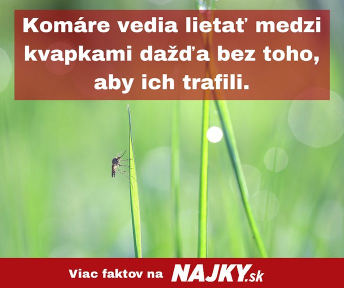 Komare vedia lietat medzi kvapkami dazda bez toho aby ich trafili..jpg
