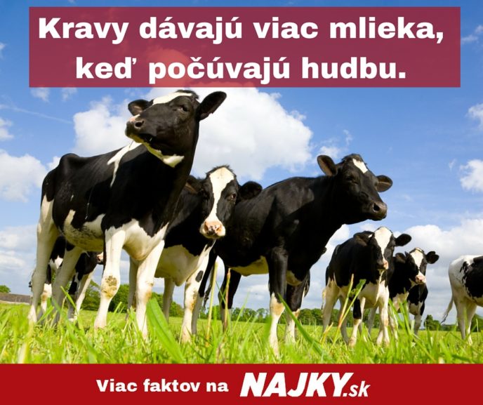 Kravy davaju viac mlieka ked pocuvaju hudbu..jpg