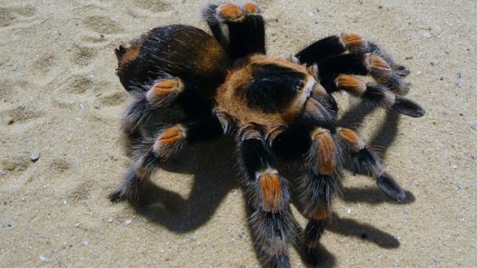 Spider 708853_960_720 1.jpg