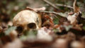 Human skull laying in the leaves in the forest