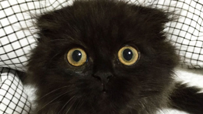 Big cute eyes cat black scottish fold gimo 1room1cat 251.jpg