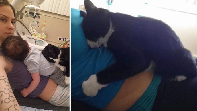 Cat guards baby pregnant liel ainmar assayag panda coverimage.jpg