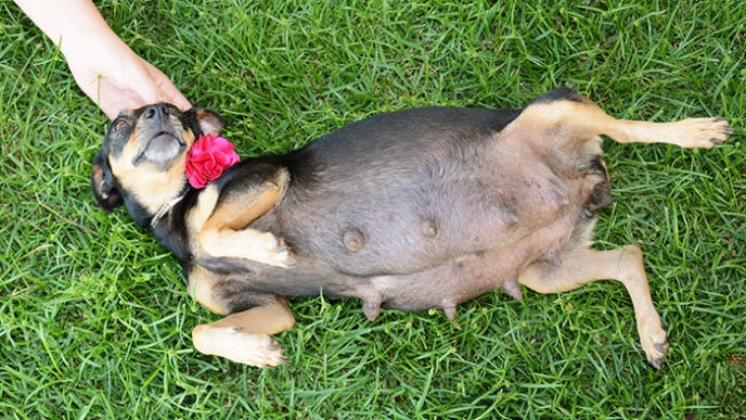 Dog maternity photo shoot lilica ana paula grillo 22.jpg